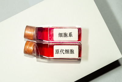 人原代肾成纤维细胞